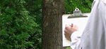 Tree Inspection and Consulting