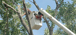 Tree Trimming and Pruning