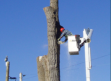 Tree & Stump Removal