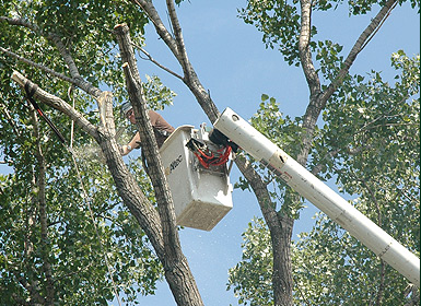 Tree & Stump Removal